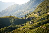 Vineyards in Santa Maddalena, Bolzano, South Tyrol