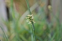 Wezentjes in het gras