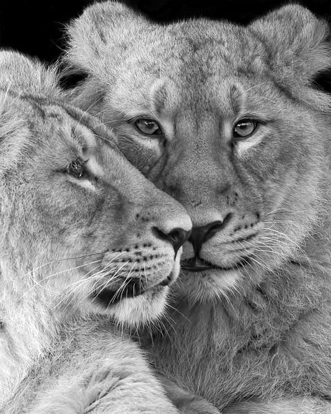 Close up van twee leeuwen welpen van Patrick van Bakkum