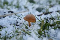Opkomende paddestoel in de winter