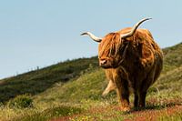 Highlander écossais