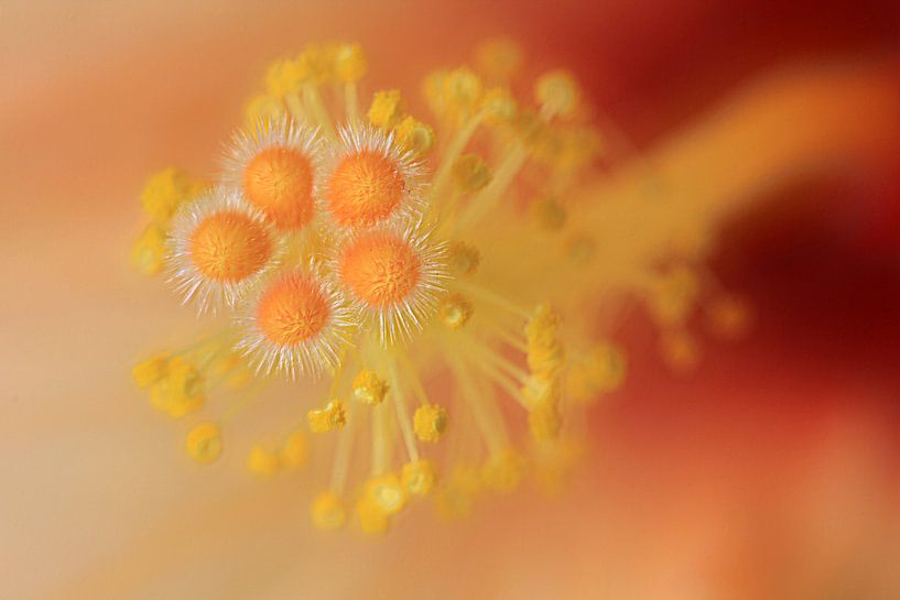 Hibiscus par Patrick Brouwers