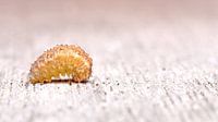 small caterpillar macro
