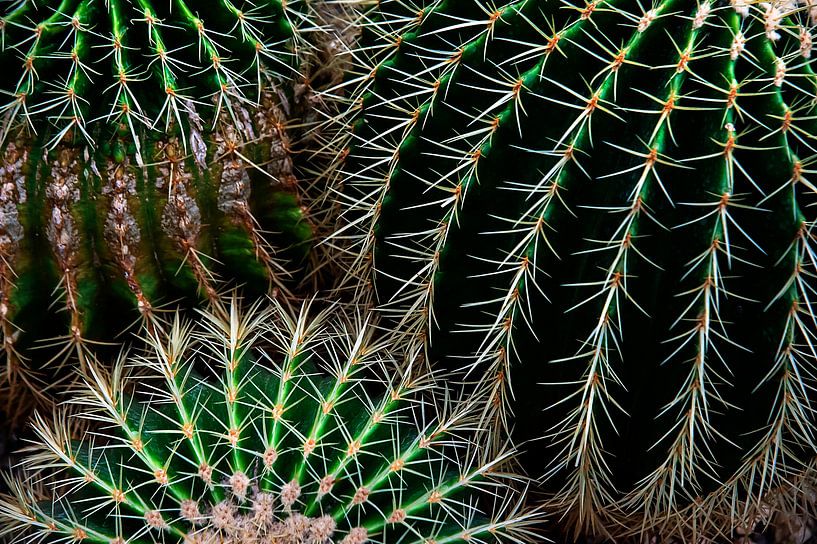 Cactus Patterns by Anouschka Hendriks