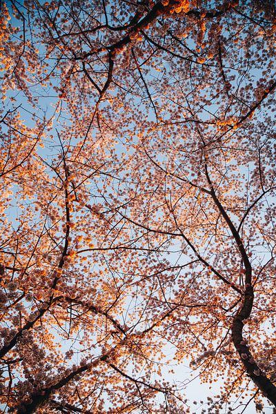 Kirschblütenbäume im Frühling, Japanische Sakura in Almere, Niederlande III | Fine Art Botanical Pri von Evelien Lodewijks