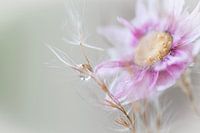 Nature morte en macro