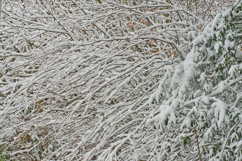 Schnee im Wald, Niederlande, Noord-Brabant, Roosendaal von Wies Van Erp
