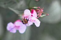 Abeille dans les fleurs
