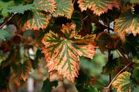 Autumn leaves vineyard