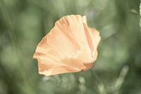 Poppy in summer light