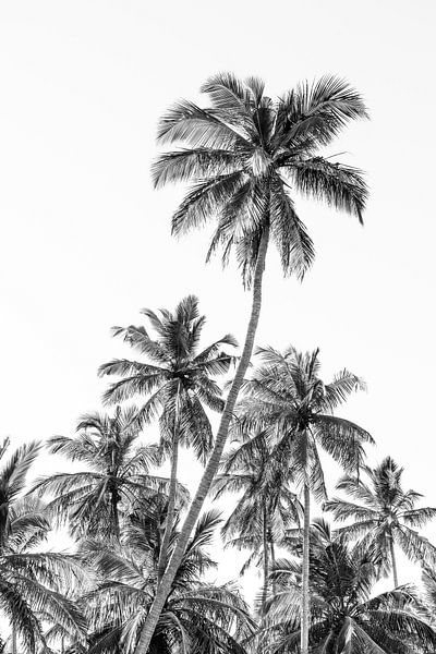 Palmiers sur la plage près de Trincomalee au Sri Lanka par Photolovers reisfotografie