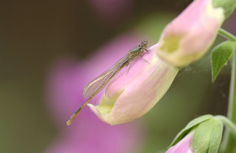 Laterne von Frank Smedts