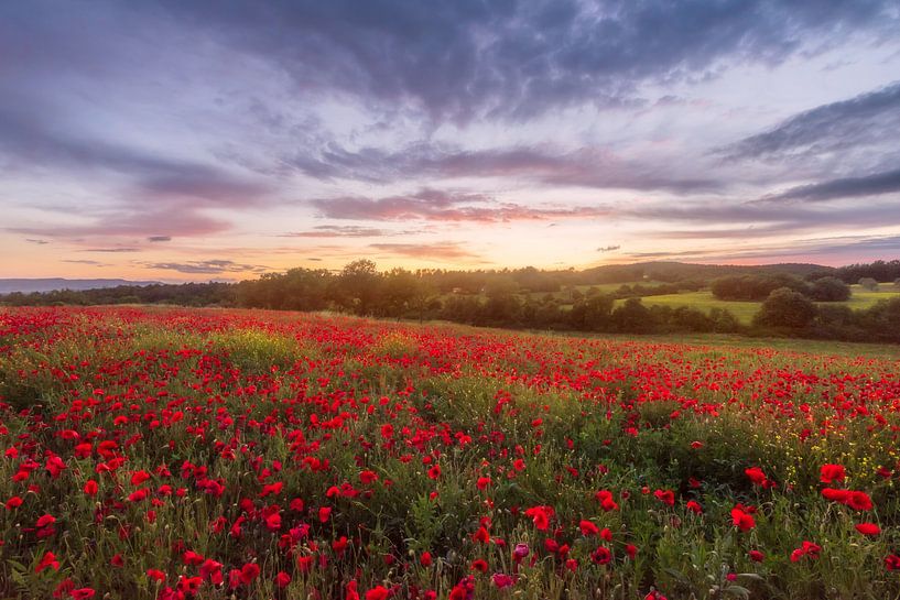 Mohnblumenfeld bei Sonnenuntergang in der Toskana von Olga Ilina