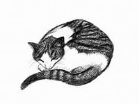 Pen drawing of a cat