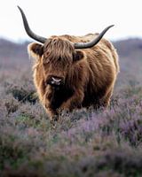 Highlander écossais dans la lande pourpre de Deelerwoud