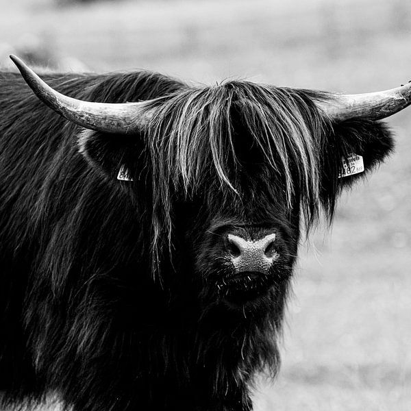 Schwarzer schottischer Highlander - quadratisch von Ellis Peeters