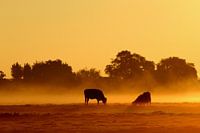 Koeien in de mist
