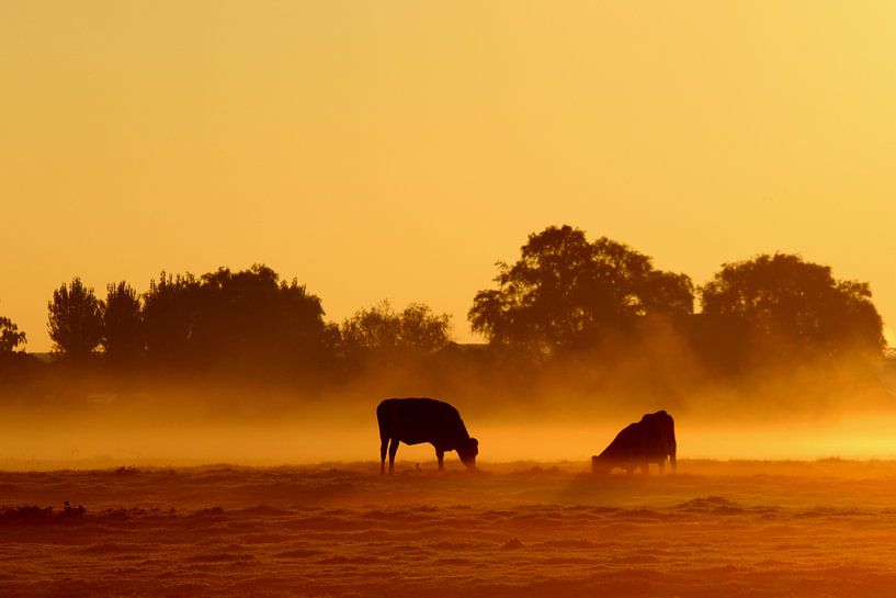 Koeien in de mist by hans van dorp