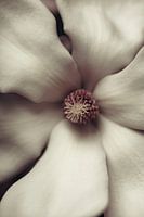 Magnolia en gros plan