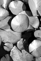 Seerose schwarz und weiß