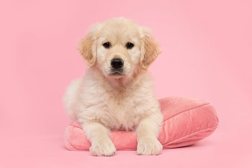 Un mignon chiot golden retriever couché sur un oreiller rose sur fond rose par Elles Rijsdijk
