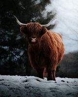 Schottisches Hochlandrind im Schnee