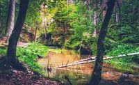 Kirnitzsch valley between rocks and sandstones