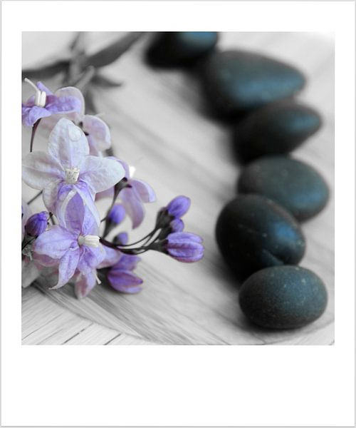 Fleurs et galets von Martine Affre Eisenlohr