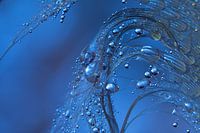 droplets on a feather in blue
