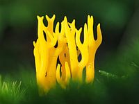 Champignon corail collant