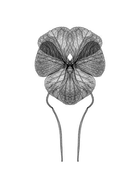 Symmetrical plant leaf by Cor Ritmeester