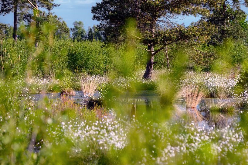 Wollgräser im Moor von Kurt Krause