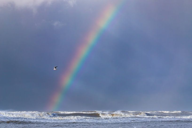 Rainbow with sunbeams and seagull by Yanuschka | Fotografie Noordwijk