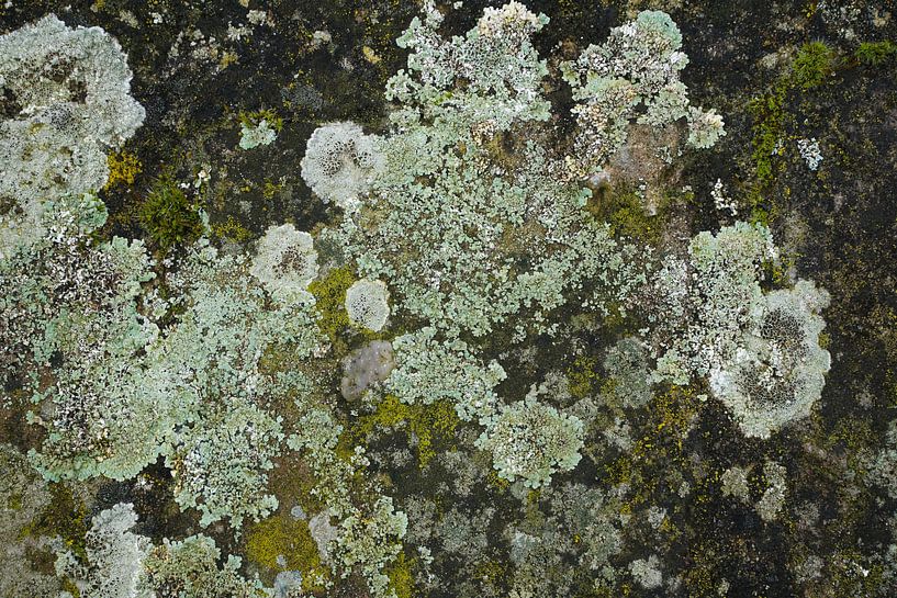 Mooslandschaft von Karin in't Hout