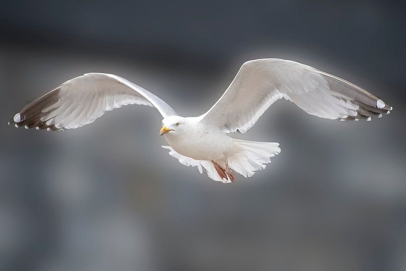 Möwe im Flug von Wilna Thomas