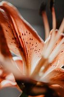 Detail eines Seerosenblattes