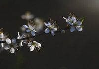 Blüte streckt sich der Sonne entgegen