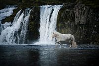 Le rythme de l'eau et du cheval