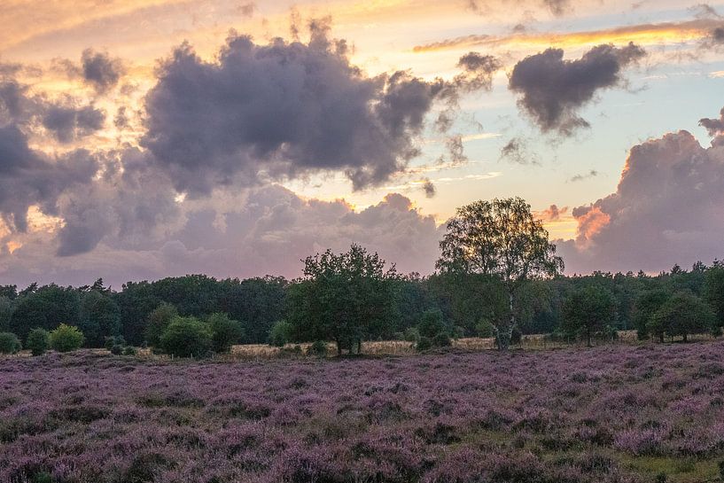 Heather at Planken Wambuis by Bert van Wijk