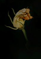 Simple fleur de citrouille peinte