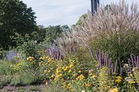 Grasses and flowers in bloom