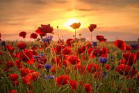 Les coquelicots en été