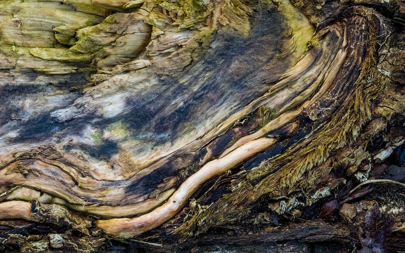 Racine de l'arbre 1 par Reinder Tasma