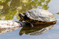 Relaxed pond turtle sunbathing