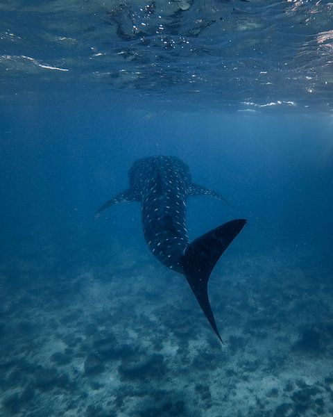 Requin-baleine aux Maldives par Visuals by Justin
