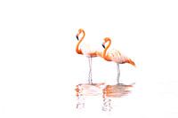 Flamingo's
