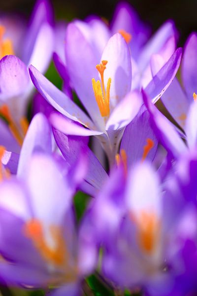 Charmante Krokusblüte von Thomas Jäger