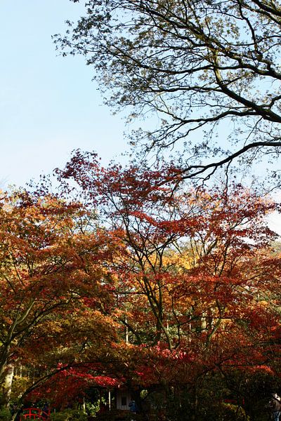 Image d'ambiance automne arbres jardin japonais par Judith van Wijk