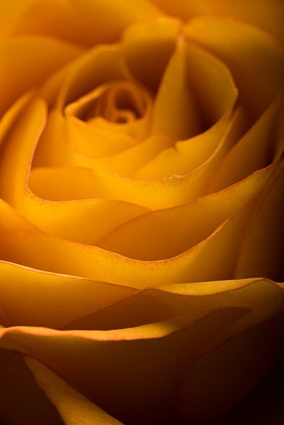 A yellow orange rose by Marjolijn van den Berg