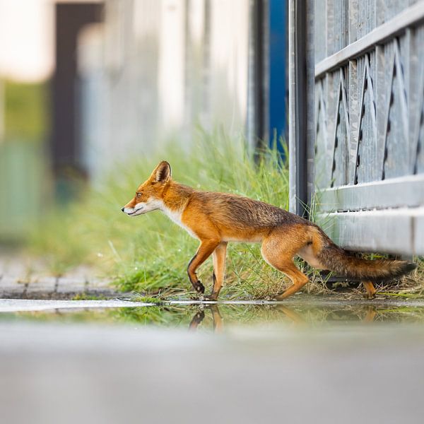 Fuchs von Pim Leijen